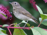 Gray-cheeked Thrush