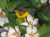 Cape May Warbler