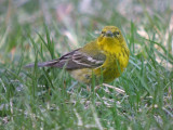 Pine Warbler