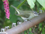 Red-eyed Vireo