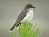 Eastern Kingbird