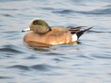 American Wigeon (male)