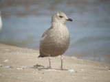 Thayers Gull (juvenile )