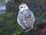 Sanderling ( juvenile )