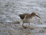 Spotted Sandpiper