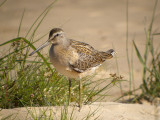 Short-billed Dowitcher