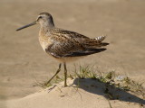 Short-billed Dowitcher