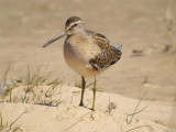 Short-billed Dowitcher