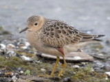 Buff-breasted Sandpiper