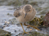 Buff-breasted Sandpiper