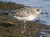 Black-bellied Plover