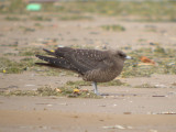 Parasitic Jaeger ( juvenile intermediate )