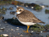 Semipalmated Plover