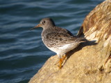Purple Sandpiper