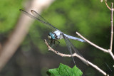 Great Blue Skimmer male