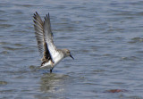 Western Sandpiper