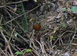 Grey-necked Wood-rail