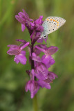 Esparcetteblauwtje op Harlekijnorchis 