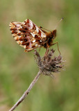 Paarse parelmoervlinder 