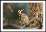 Yellow Bellied Sapsucker