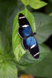 20090531_butterfly_012.jpg