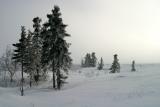 spruce on the tundra in ice fog.jpg