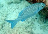 Highfin Rudderfish (30)