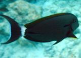 Eye-stripe Surgeonfish (30)