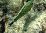 Lined Surgeonfish (20)