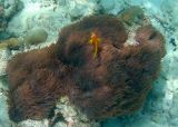 Finding Nemo: Maldive Anemonefish (9)