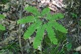 Adiantum pedatum frond.jpg