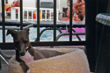 Here we are in Cape May New Jersey, waiting for us, calmly, by the pool.