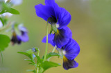 Petunias