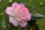  Pink rose