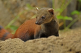  Ring-tailed Mongoose