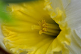 daffodil