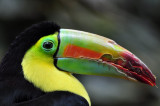 Toucan 