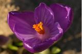 First crocus of the season