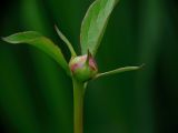 Peony bud-early spring