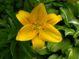 Yellow Lilly