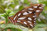 Gulf Fritillary Butterfly