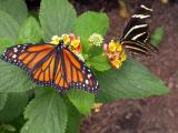 Monarch and Zebra Heliconian Butterflies