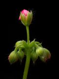 Geranium Buds