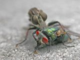 Robber Fly with Green Bottle Fly