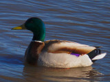 Duck 3-09.jpg