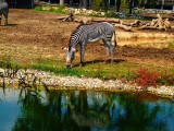 Zebra 1 9-09.jpg