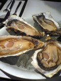 the WHITE PEARL oyster