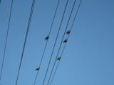 birds singing in the evening