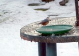 Nuthatch checks out the bird table...