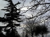 Tree silhouettes at Hatherley Park